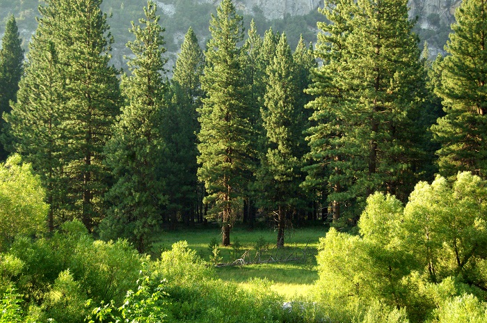 Najavljeno održavanje stručnog seminara o upravljanju urbanim drvećem u Federaciji BiH